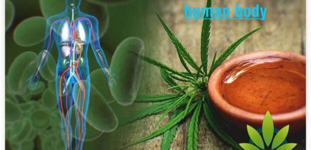 How CBD Works In The Human Body