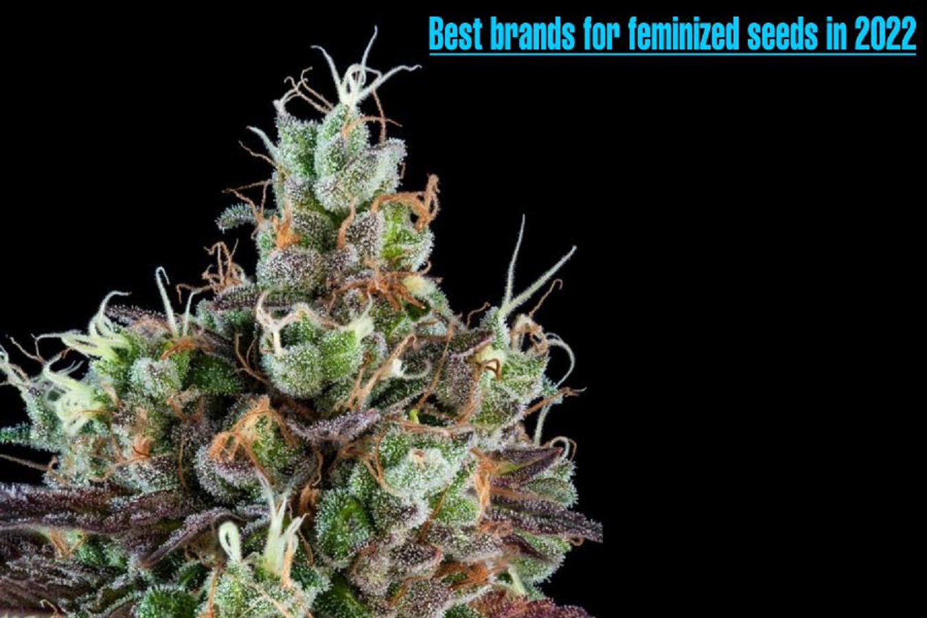 Best brands for feminized seeds in 2022