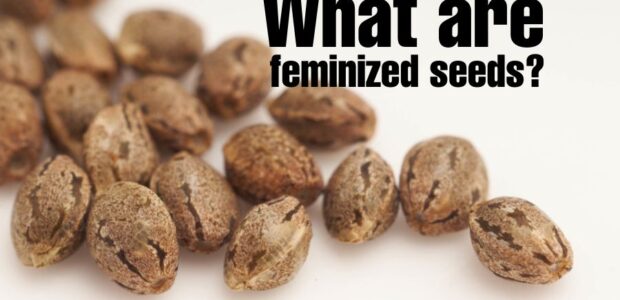 Feminized Seeds Save Time & Effort