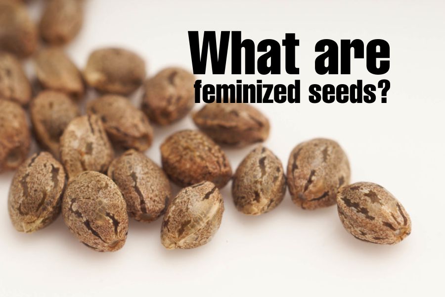 Feminized Seeds Save Time & Effort