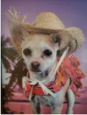 Chihuahua Everything Coupons