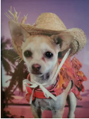 chihuahua-everything-coupons