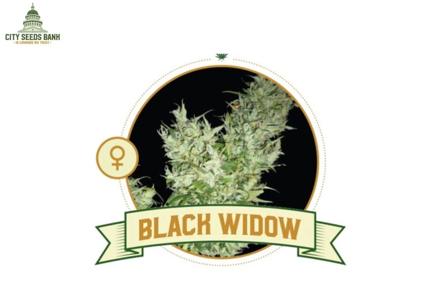 Best brand for feminized seeds you can count upon
