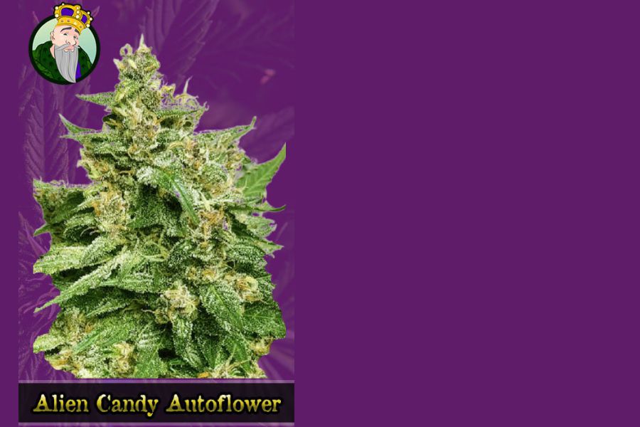 The heaviest yielding autoflower seeds out there!


