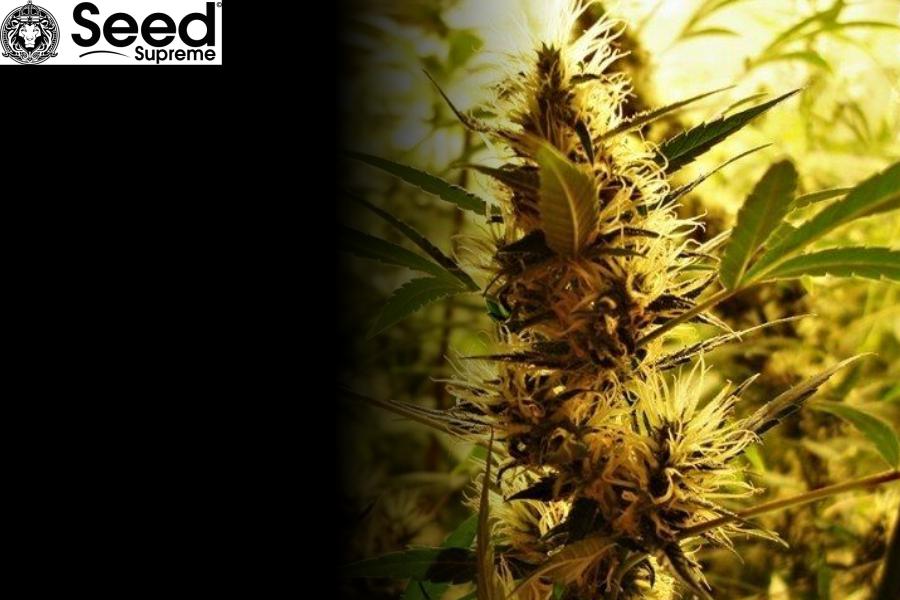 Best autoflower cannabis seeds of 2022
