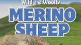 MeronSheep Coupons