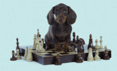 braintraining4dogs-coupons