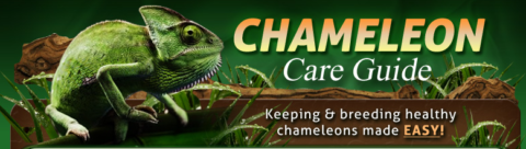 30% Off Chameleon Care Guide Coupons & Promo Codes 2024