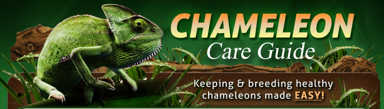 chameleon-care-guide-coupons