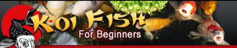 Koi Fish For Beginners Coupons