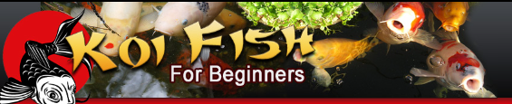 koi-fish-for-beginners-coupons