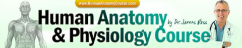Human Anatomy & Physiology Course Coupons