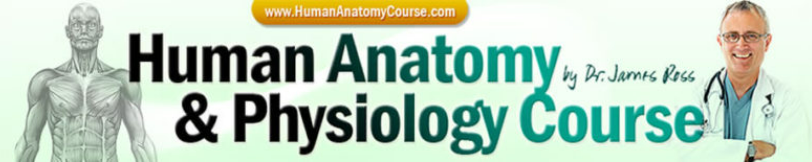 human-anatomy-and-physiology-course-coupons