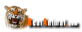 30% Off The Real Animal Coupons & Promo Codes 2024